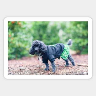 Black and grey poodles Sticker